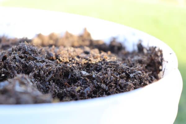 Organic rose mulch applied to a pot