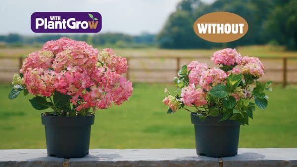 An image illustrating a comparison between a outdoor pot plant fertilised with organic fertiliser and one that has not received fertiliser
