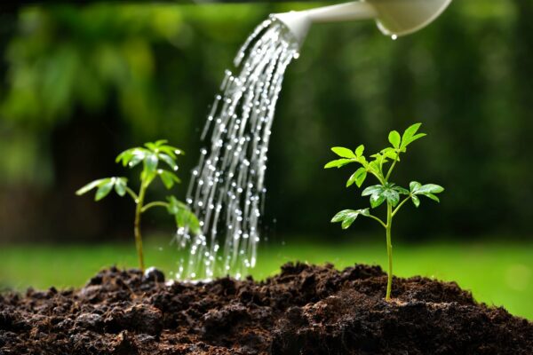 watering can watering saplings