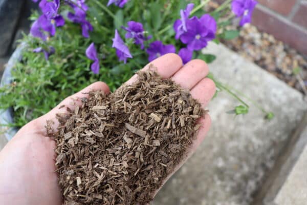 A hand holds wood chips with vibrant purple flowers and green leaves in the background, suggesting a gardening context using PlantGrow Natural Slug & Snail Barrier for mulching or soil preparation.