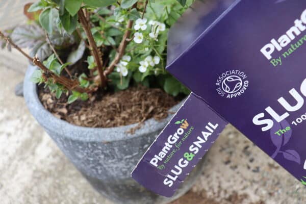 A plant in a gray pot with small white flowers sits on a sandy surface. Beside it is a box labeled "PlantGrow Natural Slug & Snail Barrier," featuring an RHS-approved logo.