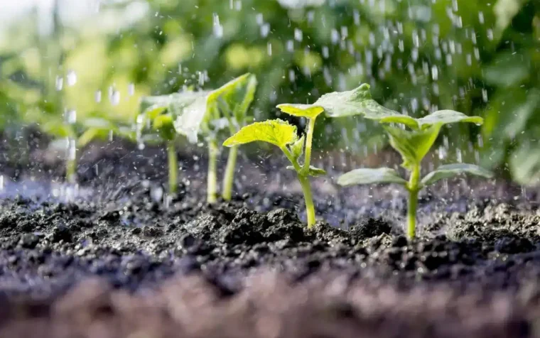 Young seedlings with bright green leaves sprouting from dark soil, watered by rainfall in a garden setting.