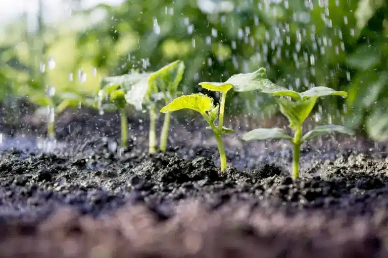 Young plants in a row are being watered, with droplets visible in mid-air. The soil is dark and moist, and the background is blurred with greenery, suggesting a garden setting. The plants have small green leaves and are bathed in natural light.