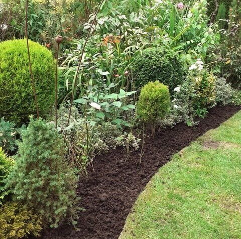 Garden border with mulched soil, boxwood hedging, perennials and ornamental grasses showing autumn garden preparation.