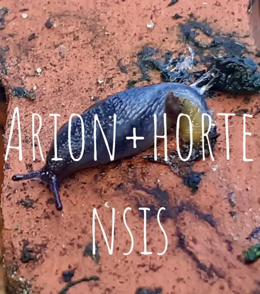 Arion-hortensis