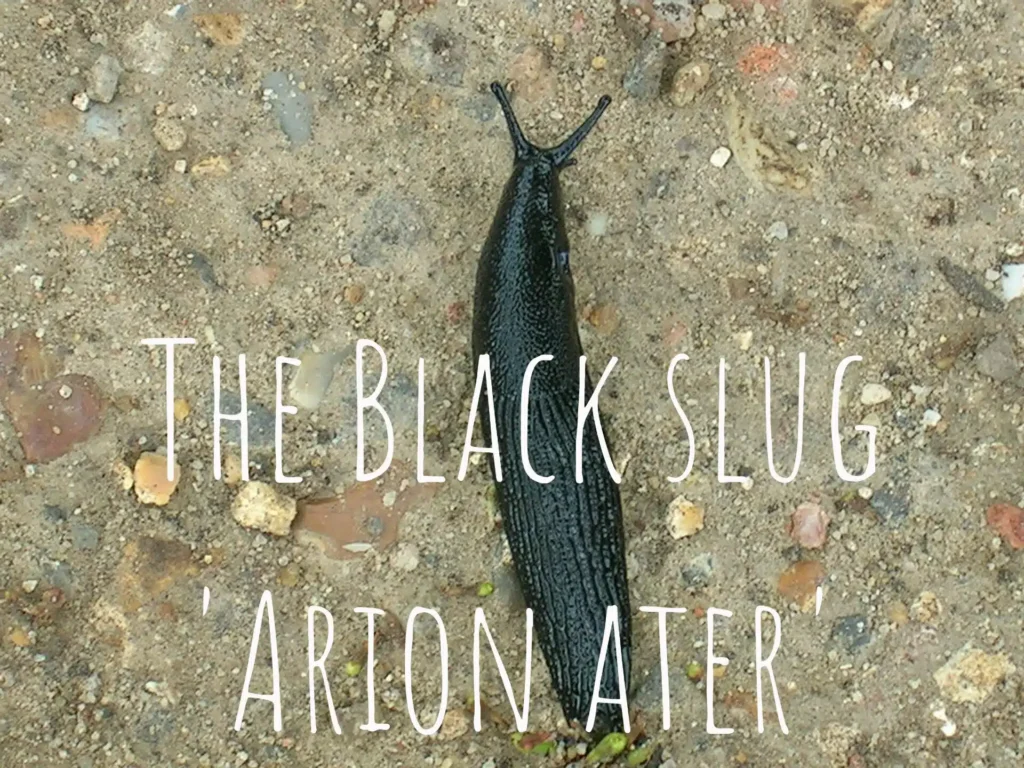 Black-slug