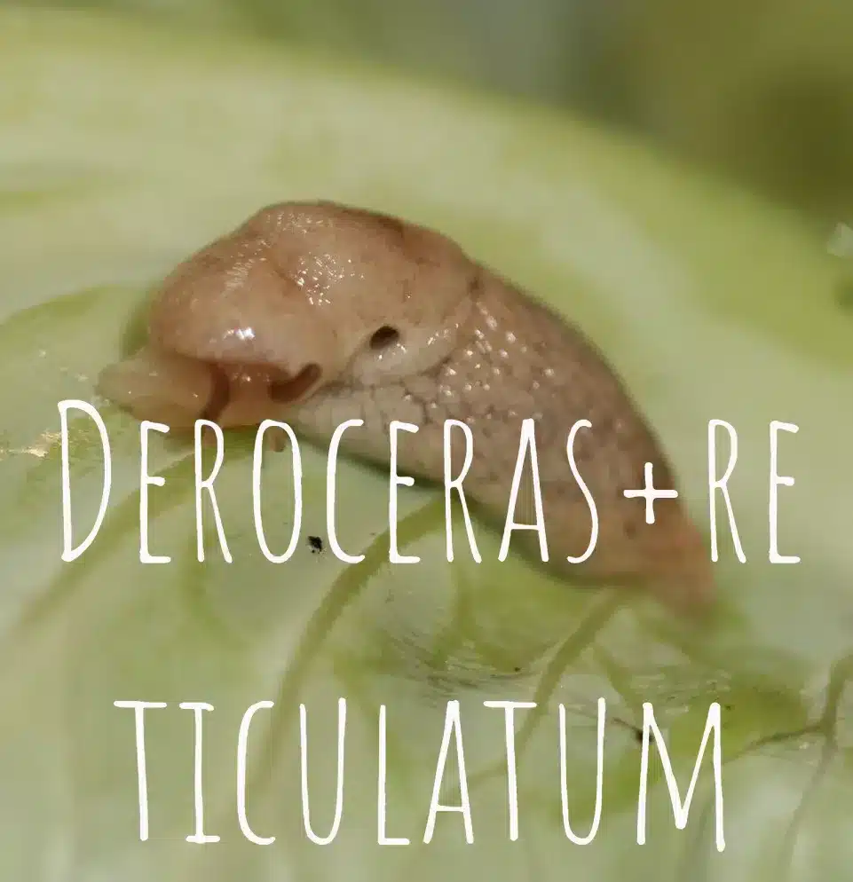 Deroceras-reticulatum
