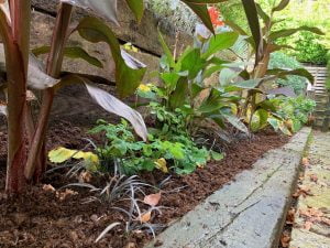 Lush garden bed filled with PlantGrow Raised Bed Mix, supporting vibrant plants and foliage in rich, dark soil.