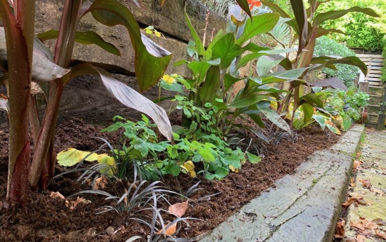 Rich dark compost bed with green plants and purple-leafed ornamentals growing in soil alongside a brick border.