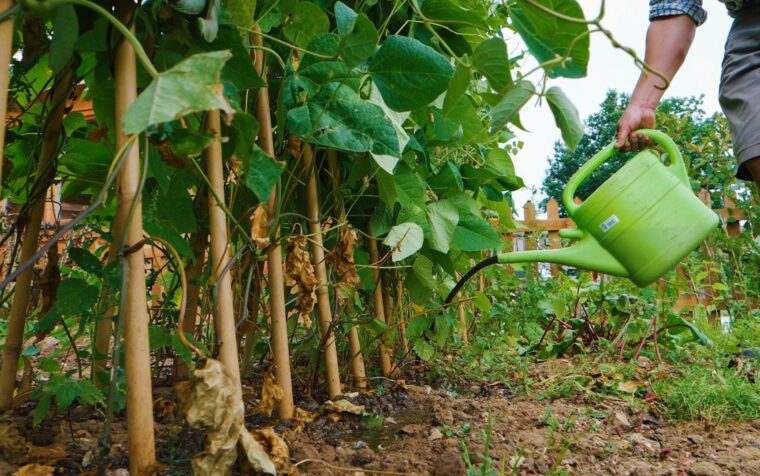 Gardener watering young bean plants with a green watering can in a vegetable garden bed.