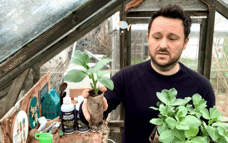 Man holding a broad bean seedling with natural fertiliser bottles on a potting bench in a greenhouse.