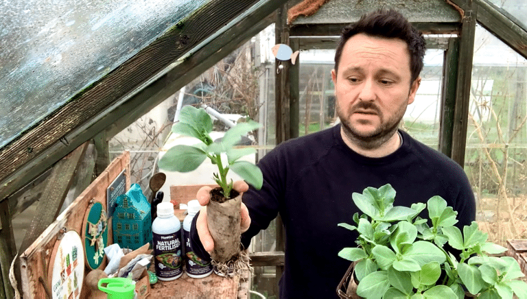 Joe's broad beans - @Grow_with_Joe