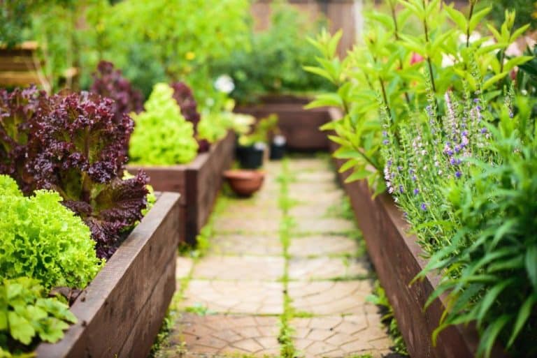 Path surrounded by healthy plants