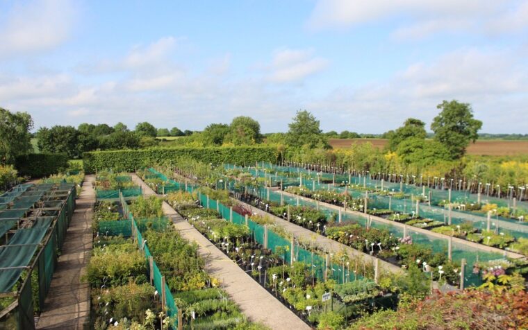 Langthorns Plantery nursery rows displaying young plants in green containers and protective netting across expansive grounds.