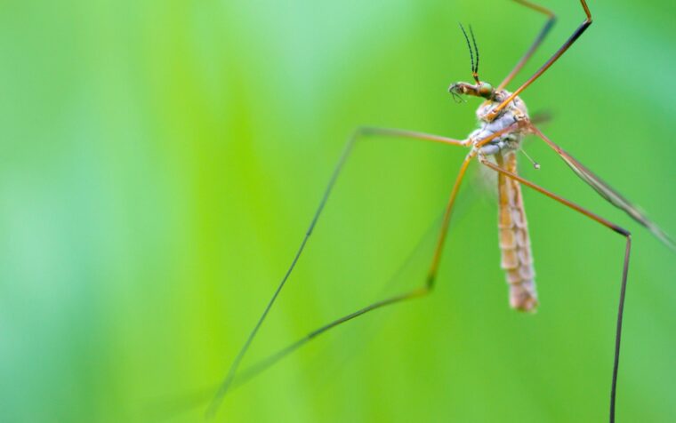 Leatherjacket crane fly larva on plant stem against green background.