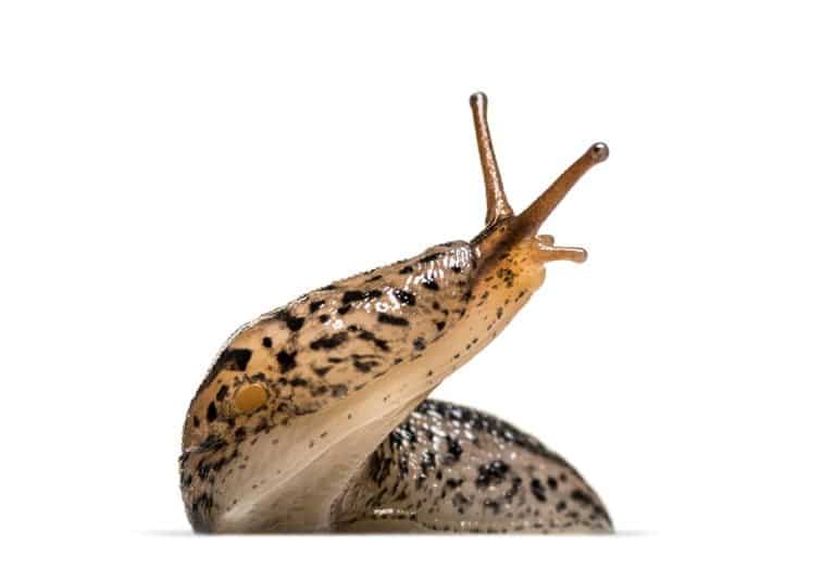 Slug