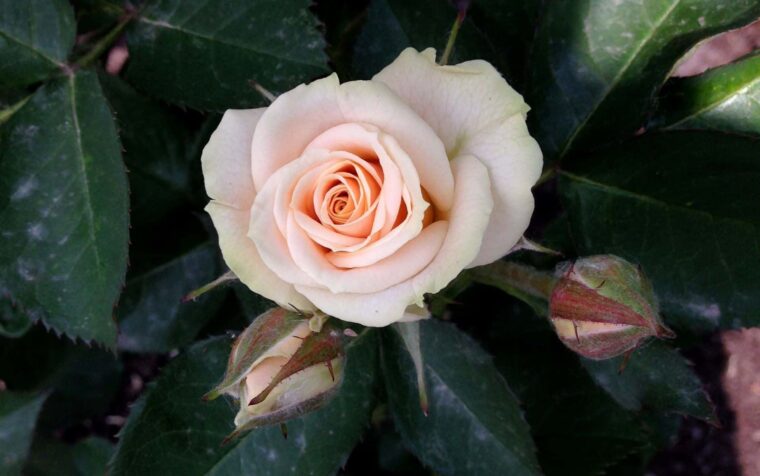 Peachy-pink rose in full bloom surrounded by dark green foliage and unopened buds.