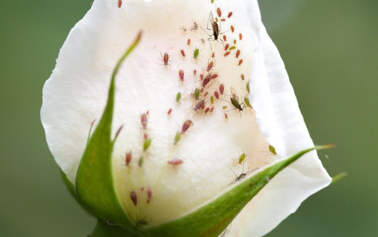 White tulip flower infested with rose aphids, showing multiple small insects on petals and stamens against blurred green background.