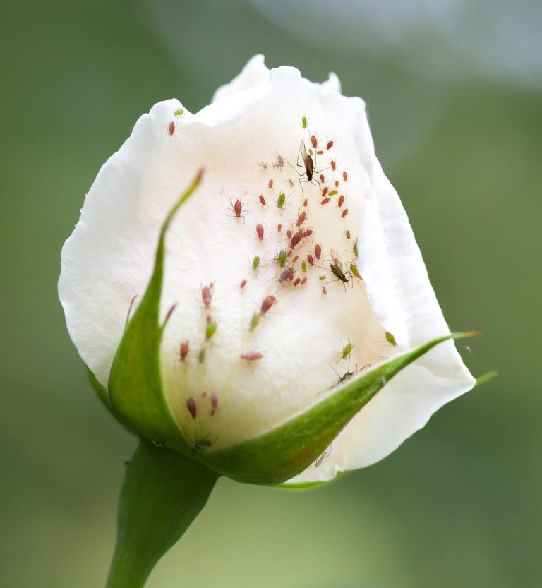 Rose aphids