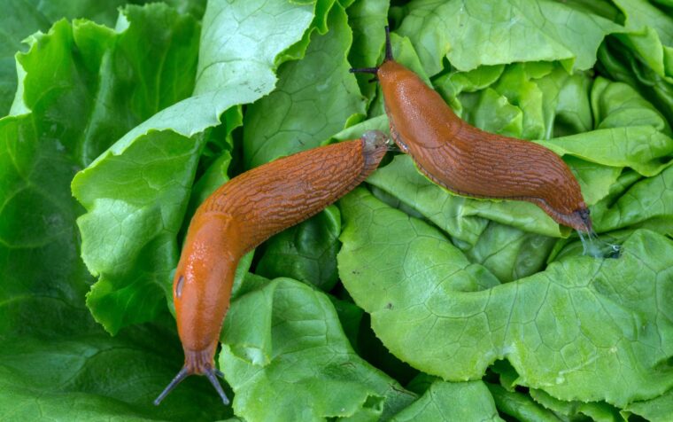 Two reddish-brown slugs on green lettuce leaves, illustrating Britain's native slug species in a garden setting.