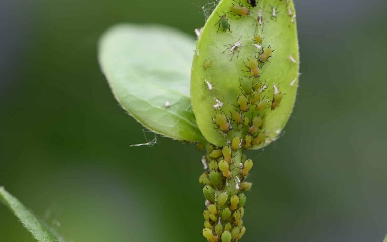 Aphids clustered on green plant stem and leaf, showing why these insects are important in wildlife-friendly gardens.