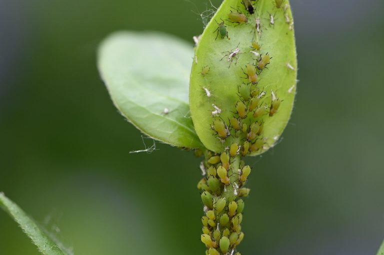 Aphids