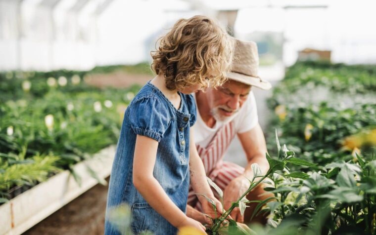 Adult and child tending tomato plants in a greenhouse raised bed, demonstrating home gardening and plant care.