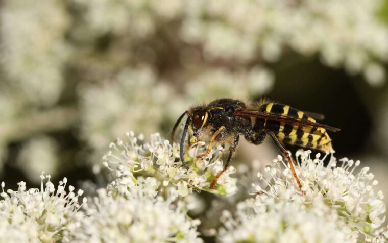 Common garden wasp with distinctive yellow and black striped abdomen foraging on white cluster flowers.