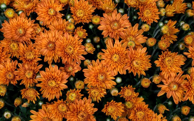 Vibrant orange gerbera daisies in full bloom with yellow centres and green buds, displaying multiple flowers at peak flowering stage.