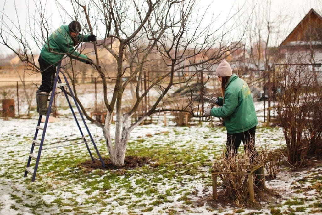 Pruning trees in Autumn