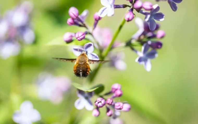 Bee visiting purple and white flowers in a garden, demonstrating wildlife attraction for pollinators.