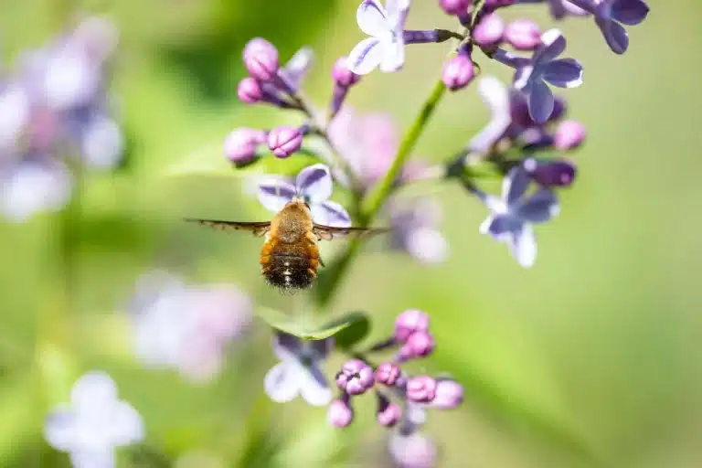 Bee