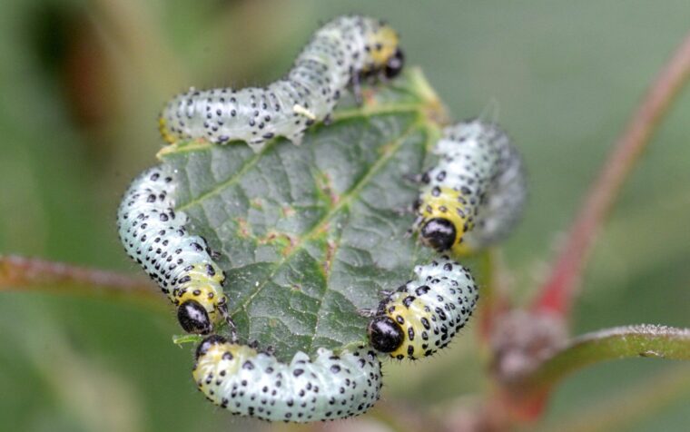 Multiple gooseberry sawfly larvae with white bodies and black spots clustered on a green leaf.