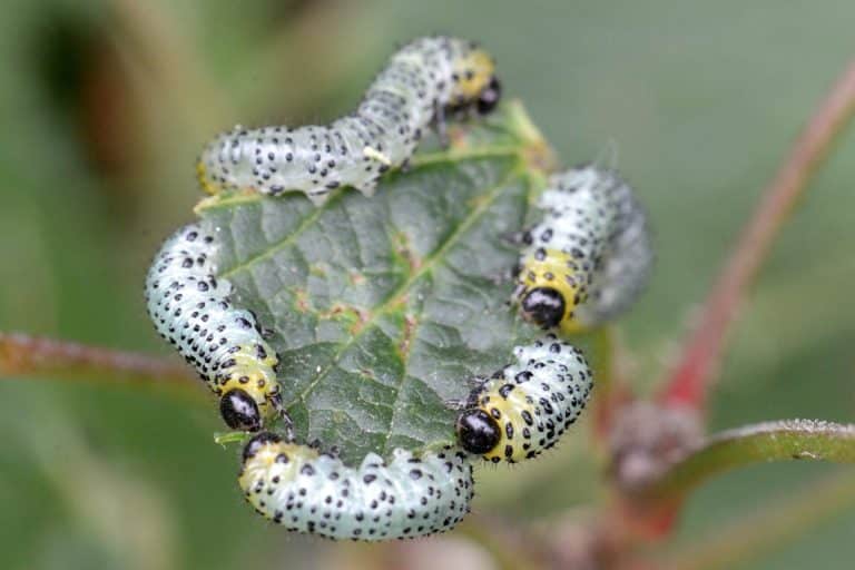 Gooseberry sawfly