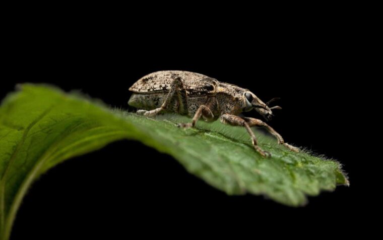 Black vine weevil adult on a green leaf against a black background, showing its distinctive textured shell and legs.