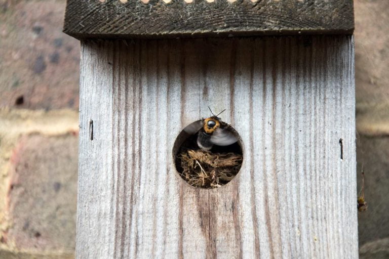 Tree Bumblebee