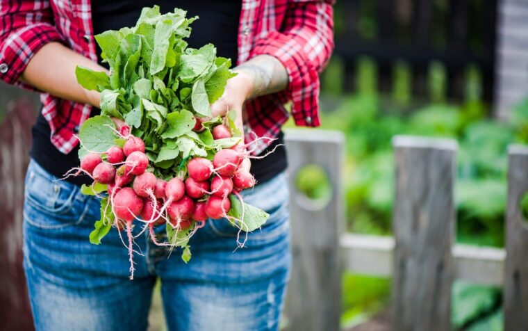 Person holding freshly harvested radishes with green leaves in a vegetable garden.