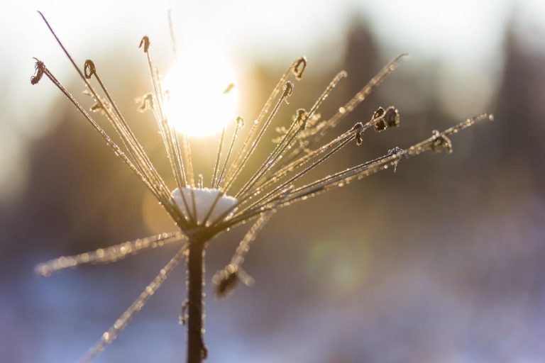 Winter gardening