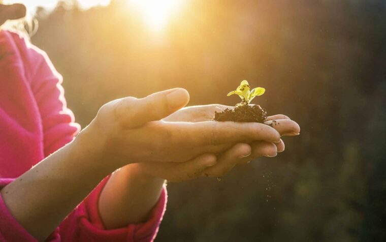 Child's hands holding seedling with soil in sunlight, symbolising natural, environmentally conscious plant growing practices.