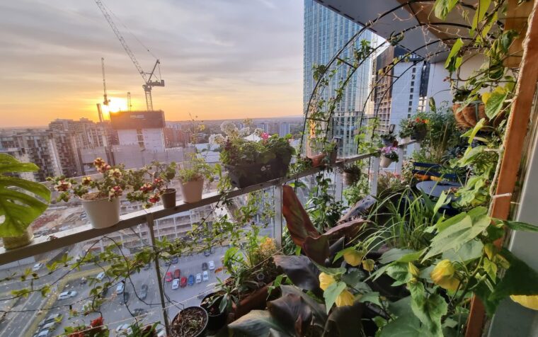Urban garden balcony with potted plants and climbing greenery overlooking city skyline at sunset.