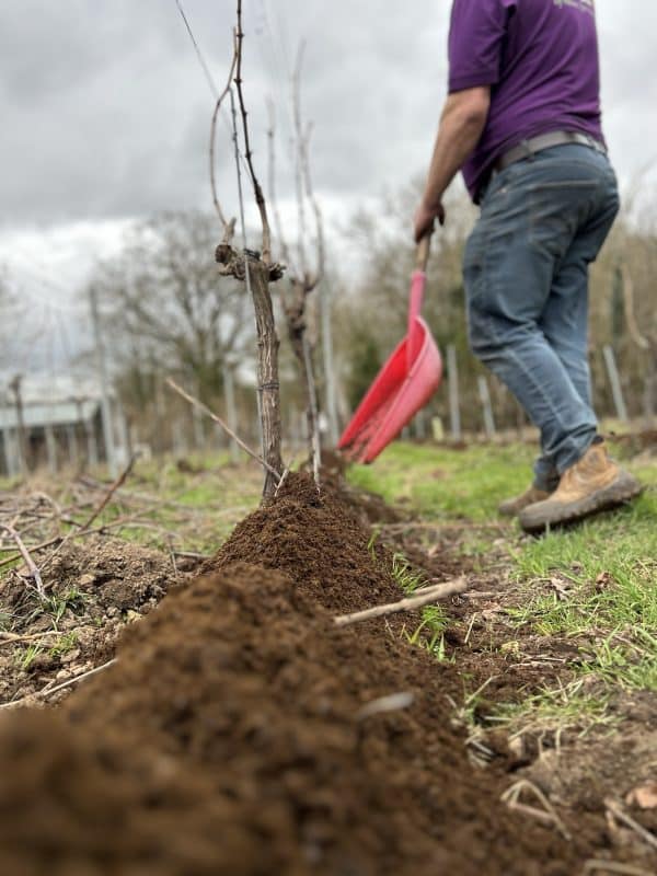 A photograph showing a gardener shovelling Natural Soil Conditioner, Mulch & Fertiliser to plants