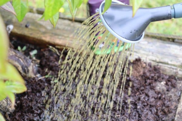 A gardener irrigating a flower bed with fertiliser