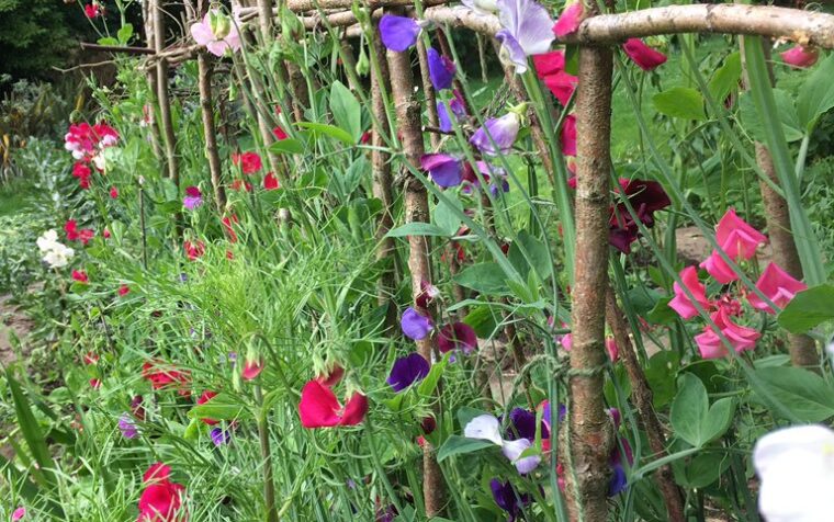 Sweet pea flowers climbing wooden trellis supports in garden bed with mixed colourful blooms.