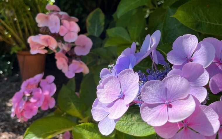Purple and pink phlox flowers in sunlight with green foliage, demonstrating spring planting for wildlife gardens.