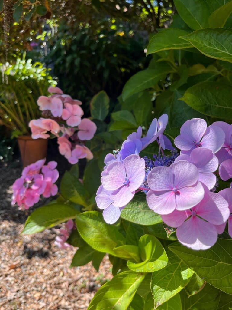 Close-up of purple and pink hydrangea flowers in a garden. Sunlight highlights the blooms, which are surrounded by lush green foliage. A terracotta pot with more pink flowers is visible in the blurred background.