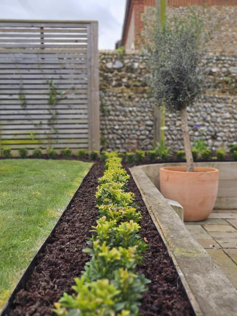 A row of small green plants grows in a narrow, mulched garden bed beside a lawn. A potted tree sits on a tiled patio with a stone wall and wooden fence in the background.