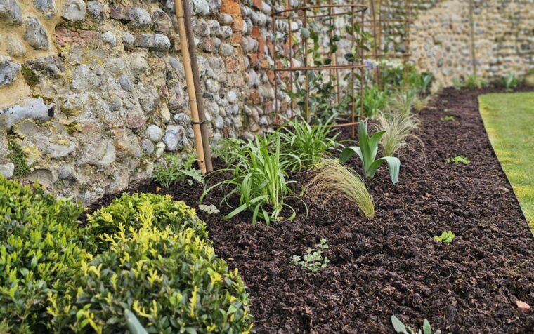 Autumn garden bed with dark mulch layer, young plants, box hedge, and metal climbing frame against stone wall.