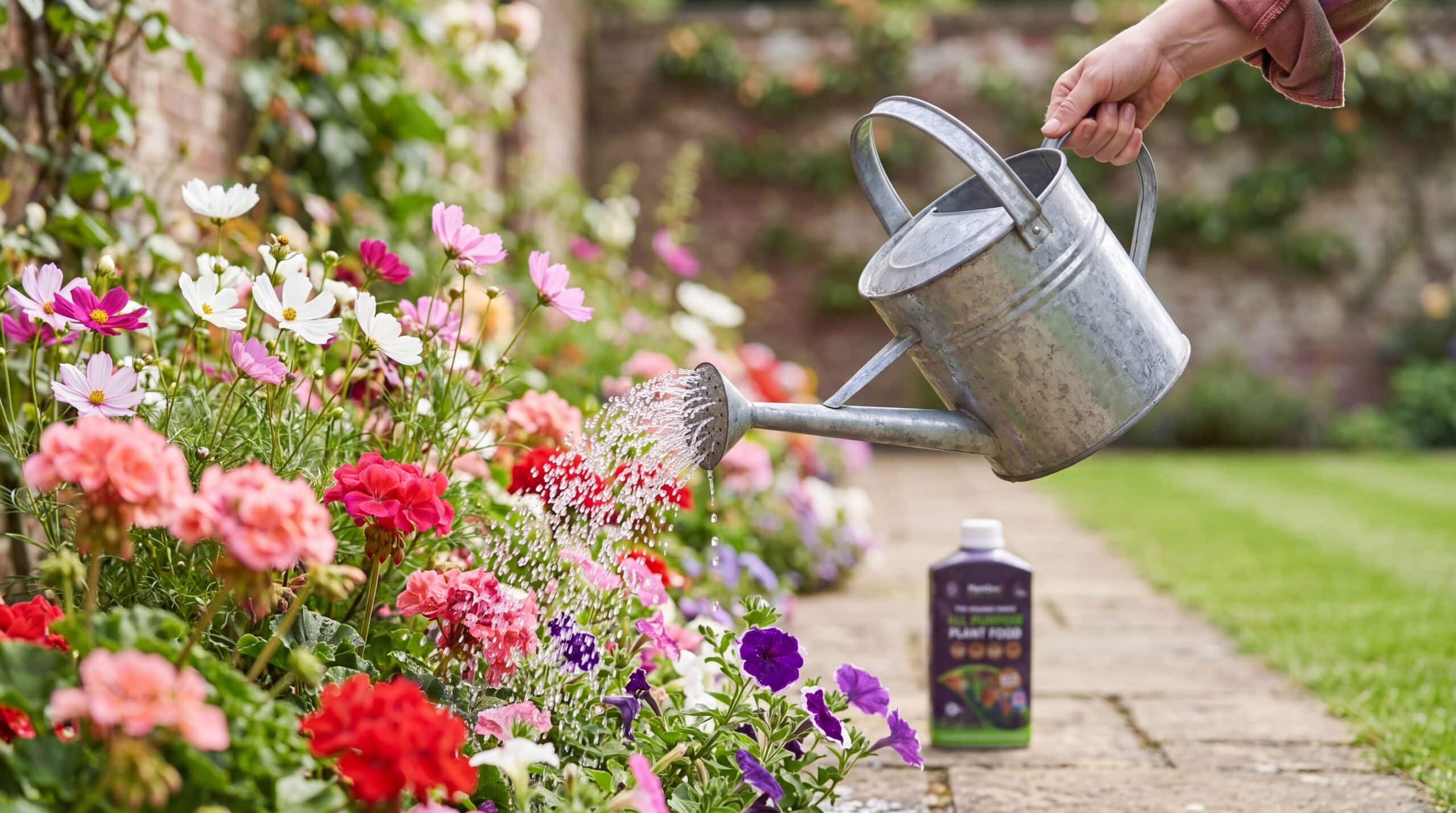 Galvanised watering can dispensing all-purpose plant food over flowering garden borders with pink, red, white and purple blooms.
