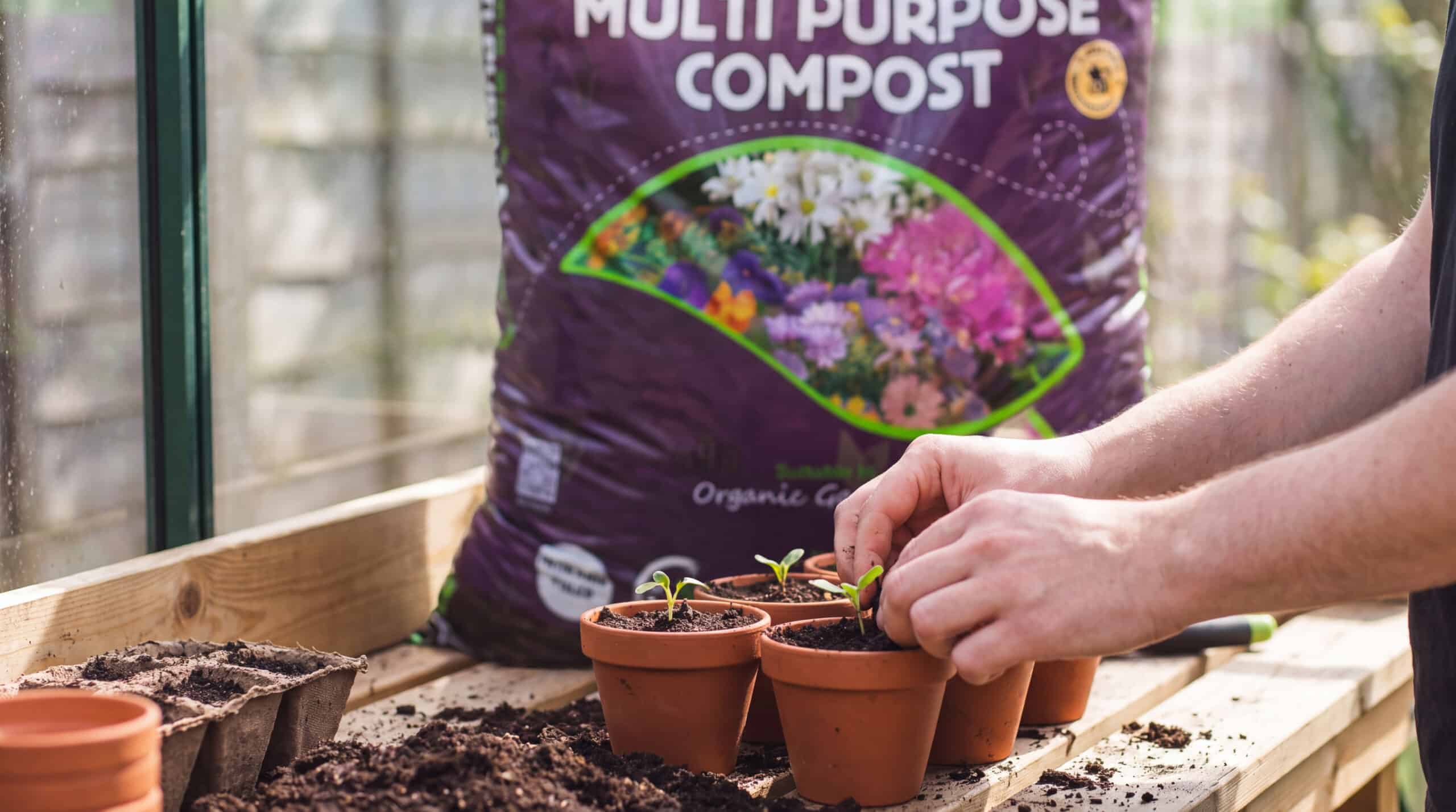 Hand planting seedling in terracotta pot filled with peat-free multi-purpose compost, with bag visible behind