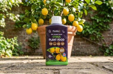 PlantGrow Natural Citrus Plant Food 500 ml bottle displayed against lemon tree with fruit and terracotta pot.